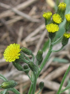 Hieracium gracilis